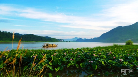 湖湘画卷｜衡东：共赴一场清荷飘香的夏日之约